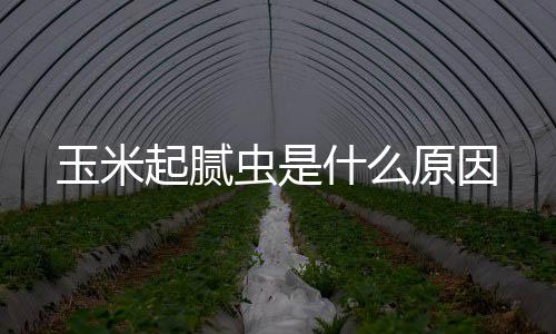 玉米原因虫是起腻什么
